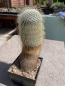 Preview: Mammillaria dixanthocentron